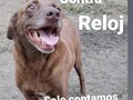Cada que veía a alguna fundación o proteccionista, preocupada porque debía desalojar a sus rescatados del lugar donde los tenía bajo resguardo, me decía, ojalá jamás tenga que pasar por eso, y me cuide por años de no tener mascotas en sitios que no fuese mi casa, el único lugar de donde jamás les pedirían desalojar. Pero por no tener corazón.para ver a uno enfermo sufriendo en la calle, fui metiendo rescatados a la casa donde trabajo, y que ahora debo desalojar porque la están vendiendo, en una cantidad que ni en sueños alcanzaría.  Debo encontrar en alquiler o comprar en un lugar donde pueda llevarlos!, Pero no cuento con dinero, más si con una deuda de $2000 por gastos de alimento para la manada, que no he encontrado forma de pagar. La casa más barata que he visto vale $7000 no es una cantidad tan groseramente grande, cómo la que piden por la casa donde estamos ahora, pero igual no la tengo. Necesito apoyo, para conseguir dinero, pagar deuda y comprar un terreno o casa.  No se me ocurre más idea que hacer una mega rifa,.pero he intentado con rifas en varias oportunidades y no logro vender ni 10 números, imaginen una rifa de 1000 números 🙈🙈🙈 otra ideas es hacer una vendimia, para la que también necesito apoyo de muchos! . A alguno de ustedes se les ocurre una idea que pueda compartir conmigo? Alguno de ustedes estaría dispuesto a ayudar a vender rifas o ayudar con una vendimia ??  Espero que si y muchos estén dispuestos, porque solo cuento con ustedes 🙏🙏🙏🙏🙏