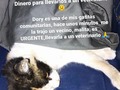 Debí llevarla de URGENCIA a un veterinario!,. No cuento con más dinero que con el que ustedes me han ayudado ayer recaudar para abonar a mis deudas ($49) los usaré, pero se que eso no bastará, por favor ayúdenme a a ayudar a Dory la veo muy malita 🙏🙏🙏🙏🙏 .pago movíl Banesco RIF J -40238966-3 04265400225 Fundación Patitas Felices. Paypal fpatitasfelices@gmail.com Zelle: datos al direct