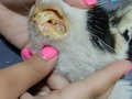 No es justo que tengan que padecer 😭😭😭 Mi Dory, lucha guerrerita 🙏 Aquí estamos para ti.  . . Por favor, ayúdanos a ayudarla 🙏🙏 Tenemos que pagar $50 por la atención y hospitalización de hoy.  Debemos pagar los exámenes al laboratorio $21  . Dory no tiene un hogar, ni familia, ella a diario llega a la ventana de mi casa a comer, junto a su hijo. Pero nos tiene a nosotras que la amamos, cómo a cada unos de nuestros comunitarios.❤️