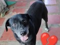 Te voy a extrañar mi negra!!, Mi chismosa y llorona negra bella, Voy a extrañar tanto llegar y escuchar tu alboroto porque llegamos, voy a extrañar tus recibimientos.💔 Hace 7 años o tal vez un poco más, logré esterilizarte luego de intentar varias veces y dos partos, te resguarde en un hogar dónde luego ya no quisieron dejarte ir, dónde estuviste al menos 5 años dónde te dieron amor, hasta que llegó el día en que como muchos, tu familia emigró, y volviste a mi. No podía tener en mi casa, así que te lleve a un lugar donde considere estarían seguros, dónde iría a diario a verlos y llevarles alimento. Ayer ese lugar dejo de ser seguro, y costo tu vida💔 Lo siento mi negrita bella, nunca debí dejarlos en un lugar donde estarían solos, JAMAS me ha gustado tener perros en sitios donde estén solos, pero caí en el error y allí está el resultado. Veneno, ese fue tu destino, triste destino, no sabes cuánto me duele que haya Sido así. Lo siento mi negra, perdóname, siento no haber siquiera estado allí para ti en tus últimos latidos.  Te extrañare muchísimo! Mi cariñosa negra.  Lo siento, perdóname, gracias, te amo! 💔💔💔💔💔