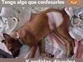 Esto es para las 11 personas que pusieron su granito de arena en días pasados,.para abonar a la mega deuda que tengo, y que por una razón y otra no logro siquiera abonar 🙈 Está vez no pude abonar porque use el dinero recaudado, ( $56), gracias a ustedes!, Porque tuve que pagar los $21 que debía al laboratorio por los exámenes que se le realizaron a Dory 😺💔 Y use $35 para abonar al pago de esterilización de Brownie,( ya estaba por entrar en celo y no podía permitirlo, aquí en casa sería la locura, tener a una hembra en celo🙈🙈🙈 Disculpen por haber desvíado los fondos, pero era realmente justo y necesario 🤦.  Hoy inicio de nuevo la recaudación, esperando que muchos más se animen a colaborar por favor 🙏