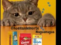 ¿Te gustaría apoyar a nuestra manada, con tan solo comprar el alimento para tu hijo gatuno?? Si te animas, solo debes visitar a @huellasdelnorte ... Dónde Compras a buen precio ✔️ Y aportas un granito de arena a nuestra manada @fpatitasfelices 🐾🐾 Estamos ubicados en Av. Bolívar Vieja de Naguanagua  Telf contacto 0426-5407404 🙌 Si deseas ayudar de otra forma, puedes hacerlo, mencionando a tus amigos que tengan Mascotas y vivan en Valencia, e invitalos a comprar en @huellasdelnorte. Gracias, gracias, gracias 🌷