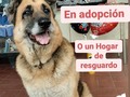 Debemos ubicar en adopción o en hogar de resguardo a Calista y otros 10 peludos, la casa donde estaban debemos desalojarla.  Tenemos 2 meses para hacerlo, por favor, apoyen con difusión 🙏🙏🙏 No tenemos dónde mudarlos, no tenemos para pagar alquiler,.menos para comprar casa.  La única posibilidad de seguir teniendolos a todos, es encontrar una casa a cuido o comodato, ambas cosas y. Tanto difícil. . Estamos contra reloj, por favor ayúdanos .