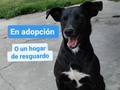 Debemos ubicar en adopción o en hogar de resguardo a Coraje y otros 10 peludos, la casa donde estaban debemos desalojarla.  Tenemos 2 meses para hacerlo, por favor, apoyen con difusión 🙏🙏🙏 No tenemos dónde mudarlos, no tenemos para pagar alquiler,.menos para comprar casa.  La única posibilidad de seguir teniendolos a todos, es encontrar una casa a cuido o comodato, ambas cosas y. Tanto difícil. . Estamos contra reloj, por favor ayúdanos .