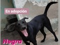 Debemos ubicar en adopción o en hogar de resguardo a la negra y otros 10 peludos, la casa donde estaban debemos desalojarla.  Tenemos 2 meses para hacerlo, por favor, apoyen con difusión 🙏🙏🙏 No tenemos dónde mudarlos, no tenemos para pagar alquiler,.menos para comprar casa.  La única posibilidad de seguir teniendolos a todos, es encontrar una casa a cuido o comodato, ambas cosas y. Tanto difícil. . Estamos contra reloj, por favor ayúdanos .