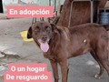 Debemos ubicar en adopción o en hogar de resguardo a Choco y otros 10 peludos, la casa donde estaban debemos desalojarla.  Tenemos 2 meses para hacerlo, por favor, apoyen con difusión 🙏🙏🙏 No tenemos dónde mudarlos, no tenemos para pagar alquiler,.menos para comprar casa.  La única posibilidad de seguir teniendolos a todos, es encontrar una casa a cuido o comodato, ambas cosas y. Tanto difícil. . Estamos contra reloj, por favor ayúdanos .