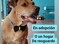Debemos ubicar en adopción o en hogar de resguardo a Barad y otros 10 peludos, la casa donde estaban debemos desalojarla.  Tenemos 2 meses para hacerlo, por favor, apoyen con difusión 🙏🙏🙏 No tenemos dónde mudarlos, no tenemos para pagar alquiler,.menos para comprar casa.  La única posibilidad de seguir teniendolos a todos, es encontrar una casa a cuido o comodato, ambas cosas y. Tanto difícil. . Estamos contra reloj, por favor ayúdanos .