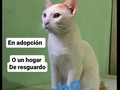 Debemos ubicar en adopción o en hogar de resguardo a Mambo y otros 10 peludos, la casa donde estaban debemos desalojarla.  Tenemos 2 meses para hacerlo, por favor, apoyen con difusión 🙏🙏🙏 No tenemos dónde mudarlos, no tenemos para pagar alquiler,.menos para comprar casa.  La única posibilidad de seguir teniendolos a todos, es encontrar una casa a cuido o comodato, ambas cosas y. Tanto difícil. . Estamos contra reloj, por favor ayúdanos .