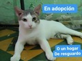 Debemos ubicar en adopción o en hogar de resguardo a Melao y otros 10 peludos, la casa donde estaban debemos desalojarla.  Tenemos 2 meses para hacerlo, por favor, apoyen con difusión 🙏🙏🙏 No tenemos dónde mudarlos, no tenemos para pagar alquiler,.menos para comprar casa.  La única posibilidad de seguir teniendolos a todos, es encontrar una casa a cuido o comodato, ambas cosas y. Tanto difícil. . Estamos contra reloj, por favor ayúdanos .