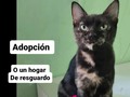 Debemos ubicar en adopción o en hogar de resguardo a Mima y otros 10 peludos, la casa donde estaban debemos desalojarla.  Tenemos 2 meses para hacerlo, por favor, apoyen con difusión 🙏🙏🙏 No tenemos dónde mudarlos, no tenemos para pagar alquiler,.menos para comprar casa.  La única posibilidad de seguir teniendolos a todos, es encontrar una casa a cuido o comodato, ambas cosas y. Tanto difícil. . Estamos contra reloj, por favor ayúdanos .