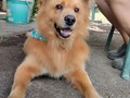 No les mostré el antes !! Pero créanme que el después es simplemente hermosooooooooooooo.  Quieren que sus perritos queden hermosos, sean tratados con mucha paciencia y respeto, y que además sea atendido en casa, entonces contacta a @pansuditospets  100% recomendados!!!