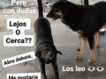 Cómo saben, debemos desalojar la casa donde tenemos 9 🐕 y 3 😺 Teníamos la opción Alquilar una casa muy cercana, pero por no contar con el dinero perdimos la oportunidad ☹️. Ahora bien, tenemos dos opciones: 1. existe la posibilidad de alquilar en otra zona, pero sería dejarlos solos en ese lugar, e ir solo una vez al día a colocarles agua y comida . ( Jamás me ha gustado tener mascotas solas, son muchas las cosas que pueden pasar, lo acabo de vivir con la negra 🐕 ☹️💔. Y sufro con chuto y Rambo . 2. En mi casa tengo 16 🐕, y pudiera traerme a los 9, pero primero debería.hacer piso, poner techo, hacer divisiones con bloques y rejas, comprar puertas ect. Eso es UN GASTO FUERTE!!!, Y estarían conmigo pero en espacios reducidos, cosa que tampoco me gusta, odio verlos limitados a espacios pequeños,.con poca libertad. 🙈 ❓❓❓❓ Cuál crees será la opción correcta?  . Por otro lado en cualquier opción necesitamos recaudar dinero y debemos hacerlo rápido, porque se nos están pasando los días volando. Por favor pon tu granito de arena, haz tu aporte sin importar el monto, lo que importa es saber que estás allí 🙏 Pago movíl:  Banesco RIF J -40238966-3 04265400225 Fundación Patitas Felices. Paypal fpatitasfelices@gmail.com Patreon : enlace en el perfil Zelle: datos al direct . Contamos contigo 🙏❤️🐾🐾❤️