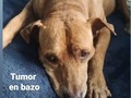 Mi viejito amoroso, me dueles, te amo.  Solo quien realmente ha amado a un animal sabe cómo duelen. 🥺