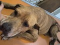 Exámenes ✔️ Ecografia ✔️ RX ✔️ Tumor en Bazo Anaplasma + Árbol bronquial inflamado.  Brad sigue respirando mal, de momento su respiración es muy agitada es angustiante verlo así 🥺 sigue inapetente y vómito hoy, lo que se le dió con jeringa.  👏 Gracias gracias gracias a todos los.que hicieron posible, realizar a Brad los controles necesarios, nos falta hacer glicemia, orina y heces .  @carolinadetoro2603 gracias por apoyarnos con. El RX, gracias por el gesto de habernos acompañado, gracias por el amor hacia Brad ❤️❤️❤️❤️❤️❤️❤️❤️❤️❤️