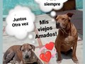 Ya están juntos nuevamente, y está vez. Para la eternidad! Los amo muchísimo, las extraño mucho y jamás los olvidaré !!!  Los despido, con llanto si, pero también con inmenso amor, gracias por haber pasado por mi vida, gracias por el amor que me dieron, gracias por haberme elegido para enseñarles que si hay personas capaz de amarlos, respetarlos y llorar por ustedes! Espero haberles hecho sentir,.lo que los amaba. Adiós mis viejos, hasta que nos volvamos a ver !  Suelto y libero,. Lo siento, perdóname, gracias, te amo!!!!