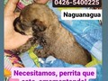 Por favor, ayuden a difundir, coloquen en sus estados de Instagram, y WhatsApp, tal vez alguno de sus contactos tenga o sepa de una perrita que este amamantando 🙏🙏🙏  Está bebé tiene menos de 15 días de nacida, aún no abre sus ojitos, tenía gusanos en la garganta, ya se los quitamos y limpiamos su herida, ahora necesita una mami 🙏🙏🙏🙏 La botaron dentro de una bolsa amarrada, los vecinos oyeron el llanto y fueron a ver, para su sorpresa, era está beba dentro de la bolsa 💔😭🤬🤬🤬. Está en Naguanagua.