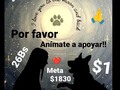 Quiero iniciar dando las gracias a todos los que ayer dijeron presente!!!!! Gracias, gracias, gracias e infinitas bendiciones para ustedes!! ❤️🙏🐾🐾❤️🙏 Ayer logramos recaudar $170, si bien no alcanzamos la meta del.dia,estuvimos cerca . $1830 es lo que nos falta recaudar, para pagar la deuda a uno de nuestros proveedores de alimento. . Hasta que no paguemos, no podremos pedir alimento 😩😩😩 eso es algo qué me tiene bajo un nivel de estrés que no imaginan!!. Se trata del alimento de la manada!, Lo más importante de todo!, Su alimento.  . Por favor, anímate a poner tu granito de arena para pagar esa deuda, y abrir esa puerta que se nos cerró 🙏🙏🙏🙏. . Pago móvil Banesco RIF J -40238966-3 04265400225 Fundación Patitas Felices . Paypal fpatitasfelices@gmail.com . Zelle datos al direct . Patreon enlace en el perfil. . 🙏 Contamos contigo 🙏 ❤️tenemos fe en ti mi Dios❤️ .