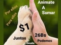 No sé trata de cualquier deuda!, Se trata de deuda por alimento de.la.manada, y de una puerta que se cerró, que nos urge volver a abrir!, Hasta que no paguemos. No nos despachan alimento, y eso, no es cualquier cosa😩 . Gracias a todos los que ayer dijeron presente!!!!! Gracias, gracias, gracias e infinitas bendiciones para ustedes!! ❤️🙏🐾🐾❤️🙏 . Hasta que no paguemos, no podremos pedir alimento 😩😩😩 eso es algo qué me tiene bajo un nivel de estrés que no imaginan!!. Se trata del alimento de la manada!, Lo más importante de todo!, Su alimento.  . Por favor, anímate a poner tu granito de arena para pagar esa deuda, y abrir esa puerta que se nos cerró 🙏🙏🙏🙏. . Pago móvil Banesco RIF J -40238966-3 04265400225 Fundación Patitas Felices . Paypal fpatitasfelices@gmail.com . Zelle datos al direct . Patreon enlace en el perfil. . 🙏 Contamos contigo 🙏 ❤️tenemos fe en ti mi Dios❤️ .