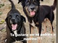 Te animas a ser padrino o madrina de Ñongo o Coraje??  Tu único compromiso es hacer un aporte MENSUAL equivalente a $1  Y puedes hacerlo, desde cualquier parte del mundo 🌍 vía patreon.( Enlace en nuestro perfil)  . Solo debes animarte a apoyar!