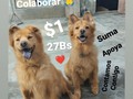 Nos apoyarias, mencionando una cuenta de Instagram al azar en esta publicación?  . ¿Que deuda tenemos? Una super importante, deuda por alimento, para la.manada. una puerta que tenemos cerrada hasta pagar lo que debemos.☹️ . Si todos nos animamos, lo logramos 🙏 Gracias a quienes en días anteriores han venido poniendo su granito de arena, hemos logrado hacer abonos a la deuda. 72 personas de las 21.200 que nos siguen, han logrado, bajar a la mitad nuestra deuda, imaginen si todos se animan a colaborar!! 🙏 . Vamos amigos, con tu apoyo podemos lograrlo, solo debes animarte, solo debes solidarizarte y decir presente! . . Ayúdanos a abrir esa puerta vital para nuestros nenes peludos🐾🐾 . Si te animas aquí te dejo los datos:  ❤️Pago movíl: Banesco RIF J -40228966-3 04265400225 Fundación Patitas Felices ❤️ Paypal fpatitasfelices@gmail.com ❤️ Zelle: datos al direct ❤️ Patreon enlace en el perfil de Instagram . Vontamosy contigo, confiamos en ti ❤️🙏 .
