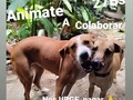 ¿Y si te animas a mencionar a alguien e invitarlo a colaborar? . Juntos podemos lograr eso y más !!!!  Pero tristemente, muchos pasan por aquí, sin importarles nuestra solicitud de ayuda ☹️ Solo $1, solo 27Bs menos de lo que cuesta un refresco, mucho menos de lo que cuesta estar conectado es las redes, pero muchísimo cuando TODOS, lo aportamos.  Imaginen por un momento, si TODOS, los seguidores donarán $1, sumariamos $21.200 wow, con eso compraríamos la casa, que necesitamos para mudar la manada, tendríamos 1 año de alimento seguro, sus vacunas, desparasitacion y vitaminas anuales. (Soñar, es gratis) ¿pero ven como ese dólar o ese bolivar, suma?? Solo debes animarte🙏🙏🙏🙏 . ❤️Pago móvil Banesco RIF J -40238966-3 04265400225 fundación Patitas Felices ❤️ Paypal fpatitasfelices@gmail.com ❤️Zelle datos al direct ❤️ Patreon enlace en el perfil de Instagram  . Contamos contigo 🙏