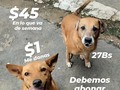 ¿Y si te animas a mencionar a alguien e invitarlo a colaborar? . Juntos podemos lograr eso y más !!!!  Pero tristemente, muchos pasan por aquí, sin importarles nuestra solicitud de ayuda ☹️ Solo $1, solo 27Bs menos de lo que cuesta un refresco, mucho menos de lo que cuesta estar conectado es las redes, pero muchísimo cuando TODOS, lo aportamos.  Imaginen por un momento, si TODOS, los seguidores donarán $1, sumariamos $21.200 wow, con eso compraríamos la casa, que necesitamos para mudar la manada, tendríamos 1 año de alimento seguro, sus vacunas, desparasitacion y vitaminas anuales. (Soñar, es gratis) ¿pero ven como ese dólar o ese bolivar, suma?? Solo debes animarte🙏🙏🙏🙏 . ❤️Pago móvil Banesco RIF J -40238966-3 04265400225 fundación Patitas Felices ❤️ Paypal fpatitasfelices@gmail.com ❤️Zelle datos al direct ❤️ Patreon enlace en el perfil de Instagram  . Contamos contigo 🙏