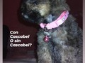 Un collar para gatiys que le da dos vueltas 🙈 Los gatitos como los perritos tienen un oído muy sensible. Particularmente no me gusta para nada el uso del cascabel. Imagínense tener un ruido pegado a su oído tooooooodo el día. .debe ser tan perturbador.  Luego de la foto, quite el cascabel al collar