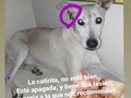 Catira, es una de las perritas viejitas que tengo en casa de resguardo. Desde hace días estamos luchando con ella, con una herida, que creímos en principio era producto de una pelea, pero que luego se ha ido tornando en una forma que sugiere ser un tumor. Cómo no contamos con dinero para llevarla a evaluar, hemos hecho las cosas según podemos, tomamos, muestras de sangre, hicimos examenes, y un vet amigo que ayer estuvo de visita, aprovechamos a qué la viera, y nos sugirió hacer una biopsia lo antes posible.  El costo aproximado de la biopsia es de $60 .  Debemos coordinar ahora sí una evaluación veterinaria formal, y la extracción de la muestra para enviar a biopsia, además de que nos lean los exámenes cuyos resultados nos entregaron el día de ayer.  Por favor, se que estos últimos días he pedido bastante, pero como hago, si en este momento solo cuánto con ustedes para pagar la deuda de alimento $1250 para que nos puedan despachar, y los gatos veterinarios súper necesarios de la Catira .  ¿Que tal, si me ayudan invitando a cuentas de personas al azar, que no sean fundación ni artistas, he invitarlos a colaborar? 🙏 $1, 27Bs todo suma, todo ayuda 🙏❤️🙏❤️🙏❤️ . ❤️ Pago móvil Banesco RIF J -40238966-3 04265400225 Fundación Patitas Felices ❤️ Paypal fpatitasfelices@gmail.com ❤️ Zelle datos al direct ❤️. patreon, enlace en perfil de Instagram