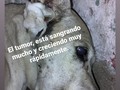 Como hacer??  Se que no está bien y que está deprimida, ya solo esa en un rincón.  Pero a veces o la mayoría de las veces cosas que no dependen de uno, escapan de las manos! . Te ho una deuda que me URGE PAGAR, y no he podido, debo mudarlos de dónde están, porque hay que entregar la casa, y aún no tengo a dónde llevarlos, llevo semanas tratando de recaudar dinero para la deuda y en los últimos 15 días no he logrado siquiera llegar a $100 y ya he gastado con los exámenes de Catira y tratamiento para otros 3 de la manada y lechita para la cachorra.  Entonces pensar que recaudare $280 en dos días, sinceramente, lo veo casi imposible 💔 Lo siento catirita, siento no poder hacer más por ti☹️