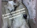 Como hacer??  Se que no está bien y que está deprimida, ya solo esa en un rincón.  Pero a veces o la mayoría de las veces cosas que no dependen de uno, escapan de las manos! . Te ho una deuda que me URGE PAGAR, y no he podido, debo mudarlos de dónde están, porque hay que entregar la casa, y aún no tengo a dónde llevarlos, llevo semanas tratando de recaudar dinero para la deuda y en los últimos 15 días no he logrado siquiera llegar a $100 y ya he gastado con los exámenes de Catira y tratamiento para otros 3 de la manada y lechita para la cachorra.  Entonces pensar que recaudare $280 en dos días, sinceramente, lo veo casi imposible 💔 Lo siento catirita, siento no poder hacer más por ti☹️. . Si te animas a colaborar puedes hacerlo vía . ❤️ Pago móvil Banesco RIF J+40238966-3 04265400225 Fundación Patitas ❤️ Paypal fpatitasfelices@gmail.com ❤️Zelle datos al direct ❤️ Patreon enlace en el perfil de Instagram. 🙏🙏🙏🙏🙏🙏🙏🙏🙏🙏🙏🙏