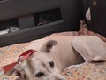 Ya catirita en la clínica !! Por favor envíen sus buenas vibras para catirita 🙏🙏🙏