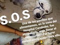 Necesitamos llevarla a evaluación veterinaria, hacer RX y eco.  Ella es una la perritas que alimentos vía hospital Carabobo, también necesitamos un lugar donde la puedan resguardar . Interesados en apoyar pueden contactar a @carolinadetoro2603 @mesticitos o con mi persona.  . De verdad nos URGE Apoyo, además de la mega herida, creemos debe tener fractura en para trasera izquierda y necesitamos saber internamente cómo está, por lo que se debe hacer RX y eco . .