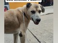 Cumplimos! Ya está libre de Tumor, ya no mas quimios, y está castrado. NO me PUEDO, quedar con el, no es que, no quiera, el es un viejo bello, juguetón, cariñoso. Pero no se lleva con otros perros, al menos no machos. Y no tengo espacio donde tenerlo. Aún tengo que ubicar un espacio donde mudar a parte de la manada que está en la casa que estan vendiendo, son 8 perros y 3 gatos. Se me está agotando el tiempo y no los he podido mudar.  Si ayudan con difusión tal vez lograremos conseguir un hogar para él 🙏 Menciona muchas personas en este post, y coloca la imágen en tus redes, tal vez entre tus contactos este el hogar para el, y seas tú quién logré cambiar su vida 🙏🙏🙏🙏🙏🙏