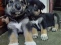 Nos quedamos sin alimento para cachorros  Nos ayudas a comprar??  Mi mamita y nosotros sus bebés, comemos perrarina Ringo cachorros, pero solo nos queda para comer hoy ! Nos ayudas a recaudar ? Pago movíl: Banesco RIF J -40238966-3 04265400225 Fundación Patitas Felices Paypal fpatitasfelices@gmail.com Zelle datos al direct Patreon enlace en el perfil ❤️🐾❤️🐾❤️🐾❤️🐾❤️🐾❤️🐾❤️🐾❤️🐾❤️🐾❤️ #skyfpf #bebessky