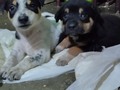 Nos quedamos sin alimento para cachorros  Nos ayudas a comprar??  Mi mamita y nosotros sus bebés, comemos perrarina Ringo cachorros, pero solo nos queda para comer hoy ! Nos ayudas a recaudar ? Pago movíl: Banesco RIF J -40238966-3 04265400225 Fundación Patitas Felices Paypal fpatitasfelices@gmail.com Zelle datos al direct Patreon enlace en el perfil ❤️🐾❤️🐾❤️🐾❤️🐾❤️🐾❤️🐾❤️🐾❤️🐾❤️🐾❤️ #skyfpf #bebessky