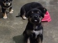Nos quedamos sin alimento para cachorros  Nos ayudas a comprar??  Mi mamita y nosotros sus bebés, comemos perrarina Ringo cachorros, pero solo nos queda para comer hoy ! Nos ayudas a recaudar ? Pago movíl: Banesco RIF J -40238966-3 04265400225 Fundación Patitas Felices Paypal fpatitasfelices@gmail.com Zelle datos al direct Patreon enlace en el perfil ❤️🐾❤️🐾❤️🐾❤️🐾❤️🐾❤️🐾❤️🐾❤️🐾❤️🐾❤️ #skyfpf #bebessky