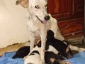 Nos quedamos sin alimento para cachorros  Nos ayudas a comprar??  Mis bebés y yo,, comemos perrarina Ringo cachorros, pero solo nos queda para comer hoy ! Nos ayudas a recaudar ? Sino comen su perrarina, no dejarán de pedir tetica todo el día, y ya me duelen mis teticas porque me muerden mucho.  Pago movíl: Banesco RIF J -40238966-3 04265400225 Fundación Patitas Felices Paypal fpatitasfelices@gmail.com Zelle datos al direct Patreon enlace en el perfil ❤️🐾❤️🐾❤️🐾❤️🐾❤️🐾❤️🐾❤️🐾❤️🐾❤️🐾❤️ #skyfpf #bebessky