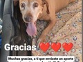 Gracias A quien envió su aporte para canela .pudimos hacer sus exámenes, tener un diagnóstico y. Podemos proceder a comprar su tratamiento.  Una bacteria, y arenilla, es lo que está afectando a mi canelita corazón, pero ya mismo iniciamos tratamiento, para que muy pronto esté perfecta. Gracias, gracias, gracias