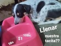 SKY y sus bebés comen perrarina para cachorros, ( comen lo mismo, para evitar que los bebés coman la.perrarina de Sky que es para adultos.).  También debemos desparasitar a todos, y comprar un convican a SKY, sus mucosas a pesar de tratamiento y dietas, continúan pálidas . SKY también necesita más cremas cicatrizante, para sus curas. . SKY, sigue necesitando, de tu apoyo, si deseas apoyar puedes enviar tu granito de arena por estos medios .... ❤️ Pago móvil Banesco RIF J -40238966-3 04265400225 Fundación Patitas Felices ❤️ Paypal fpatitasfelices@gmail.com ❤️Zelle datos al direct ❤️ Patreon enlace en el perfil