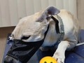 Estamos en la clínica con la Catira.  Nuevas lesiones han surgido ☹️ y seguirán surtiendo 💔💔 Ya tenemos un diagnóstico preciso, Linfoma cutáneo 💔 Le di largas a esto, me hice la loca unos días, pero ya no había debía esperar más.  Dueles mi catirita linda!. Se que un día tendrías que partir, pero de viejita, no así, no con malestares, dolores aquejado tus días .💔💔 Duele, saber lo que vendrá 💔