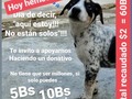 Hoy solo dos personas de las 23.700 que nos siguen, dijeron presente con su granito de Arena. Recuerden que Necesitamos del apoyo de tooooodos, para poder dar lo que necesitan nuestros recastados.  . Si deseas unirte y poner tu granito dé arena puedes hacerlo vía  ❤️ Pago móvil Banesco RIF J -40238966-3 04265400225 Fundación Patitas Felices ❤️ Paypal fpatitasfelices@gmail.com ❤️Zelle datos al direct ❤️.patreon enlace en él perfil de Instagram  . . Gracias 🐾 gracias 🐾 gracias 🐾