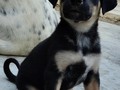 Niño 2 meses . Busca hogar bonito y responsable !!  Un hogar dónde la cuiden mucho, dónde provean todo lo que necesita ❤️ Buena alimentación ❤️ Vacunas  ❤️ Esterilizacion Dónde sea un miembro de la familia.   🐾 Quiero por temas de seguimiento, ubicarla en Naguanagua o zona cercana.