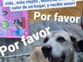 POR FAVOOOOOR, Si tienes espacio en casa y en tu corazón, dónde puedas resguardar y dar mucho amor a este viejito! Jamás dudes ayudarlo 🙏🙏🙏🙏ayúdanos a cambiar su vida, no quiero que vuelva a ser el perro comunitario, quedó que conozca más que eso🙏🙏🙏