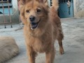 Kody  Saduin 11 añitos
