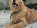Bonny bonito moso El culpable de.que entrara en este mundo del proteccionismo, quien despertó en mi la sensibilidad hacia estos seres indefensos y maravillosos.  12 añitos