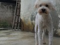 Mi flaco!  El.mas viejo de la manada  El primero en llegar Spike 13 añitos