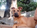 Vainilla y Brownie Aún en busca de un hogar🙏