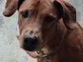 Max También regreso a casa  JAMAS olvidaré lo duro que fue para ti volver, te quedabas horaaaas asomado en la puerta esperando que volvieran por ti💔 Adoptado bebé, devuelto a los meses, sus adoptantes se fueron del país.  8 añitos