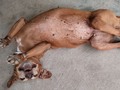 Canelita coazon Has pasado por tanto, te di en adopción junto a uno de tus bebés y me tocó rescatarte desnutrida. Para ti llegué a tiempo, tristemente para Billy (su hijo) no fue así 💔 .10años.