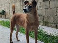 Churrita. Te conocí bebé, siendo comunitaria, te esterilice, y cada que visitaba la comunidad donde vivías a penas escuchabas el carro venías corriendo a qué te subiera, había una familia amiga que te protegía, pero al saber que se mudaban y tú te quedaste, fui sin pensarlo a buscarte, desde entonces eres o al menos así quiero creerlo feliz en casa.  8años